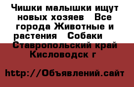   Чишки-малышки ищут новых хозяев - Все города Животные и растения » Собаки   . Ставропольский край,Кисловодск г.